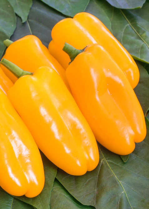 Bio Paprika 'Radja' (Capsicum annuum) – Topfpflanze, Versand ab KW17