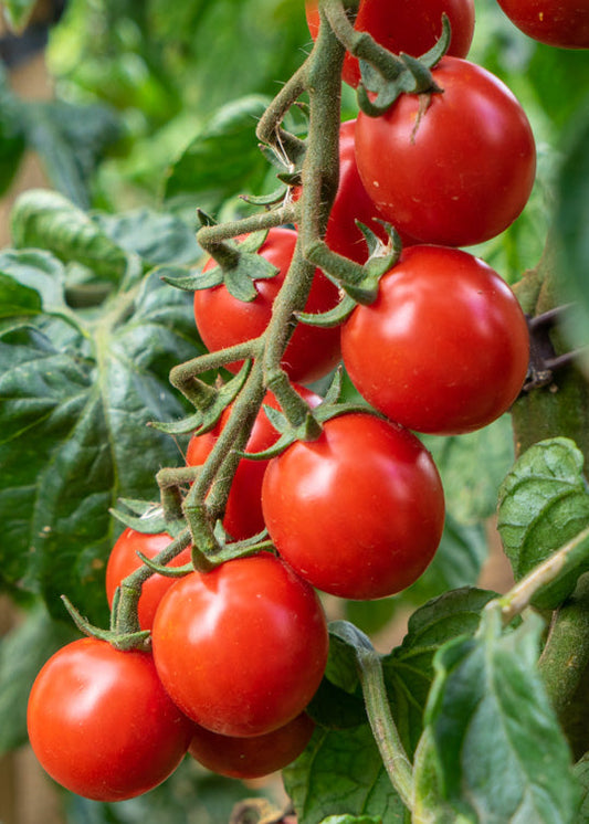 Bio Tomate 'Philamina' (Solanum lycopersicum) - Topfpflanze, Versand ab KW17