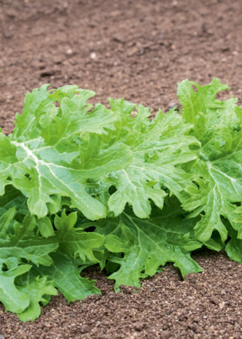 Bio Asiasalat 'Wasabino' - Topfpflanze