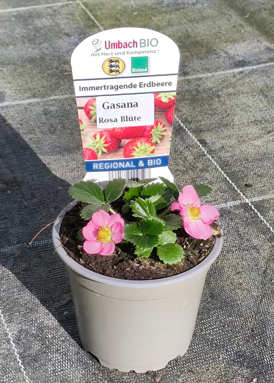 Bio Erdbeere, immertragend "Gasana" (Fragaria) - Topfpflanze