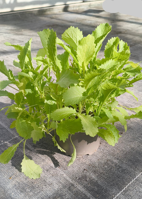 Bio Asiasalat 'Green in Snow' - Topfpflanze