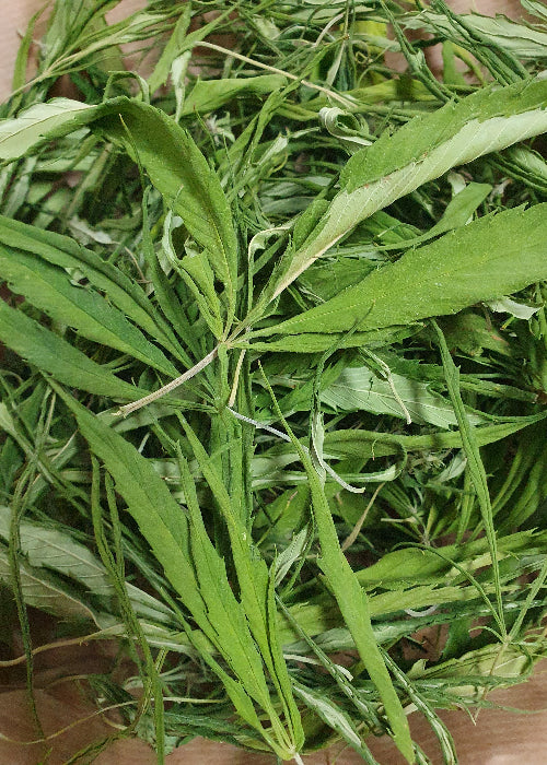 Hanfblätter getrocknet 50g