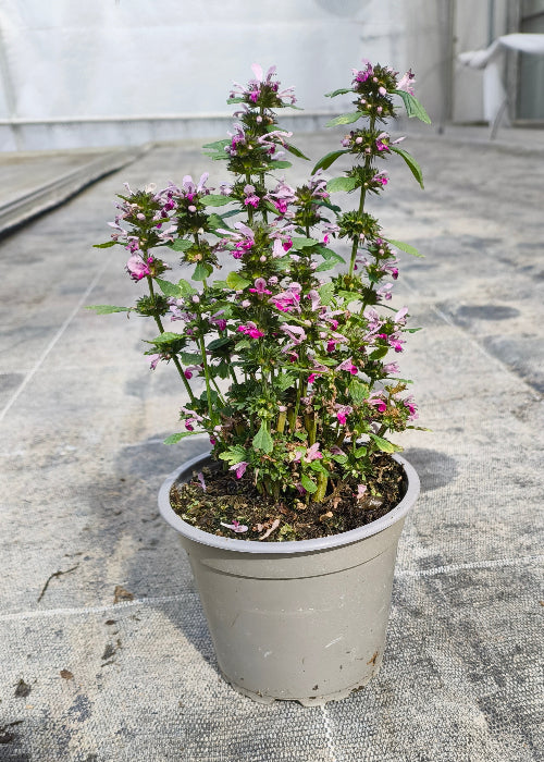 Bio Herzgespann (Leonurus cardiaca) - Topfpflanze