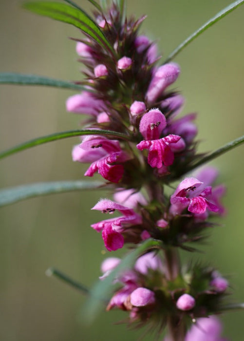 Bio Herzgespann (Leonurus cardiaca) - Topfpflanze