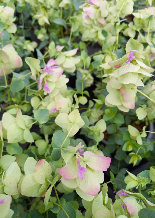 Bio Hopfen-Oregano (Origanum rotundifolium) - Topfpflanze