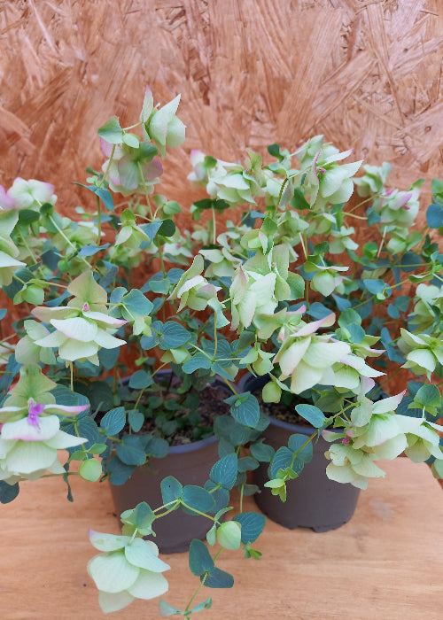 Bio Hopfen-Oregano (Origanum rotundifolium) - Topfpflanze