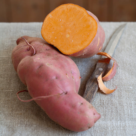Bio Süßkartoffel Early Orange' (Ipomoea batatas) – Topfpflanze, Versand ab KW17