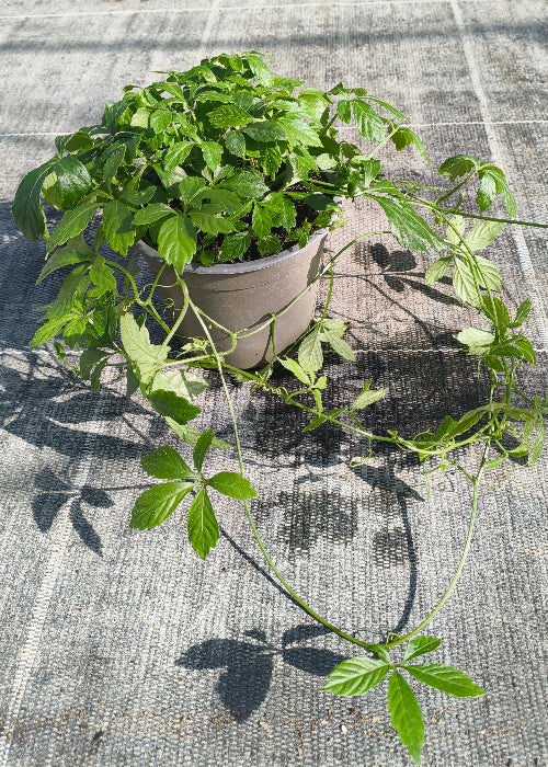 Bio Jiaogulan (Gynostemma pantaphyllum) - Topfpflanze