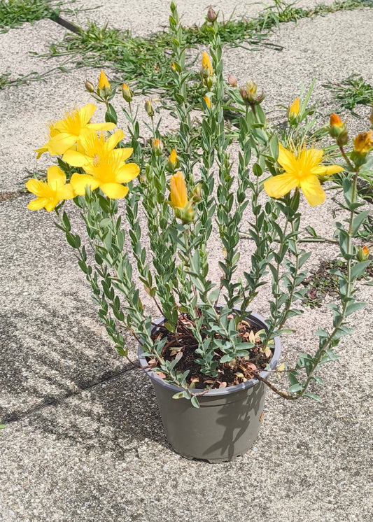 Bio Johanniskraut (Hypericum perforatum) - Topfpflanze