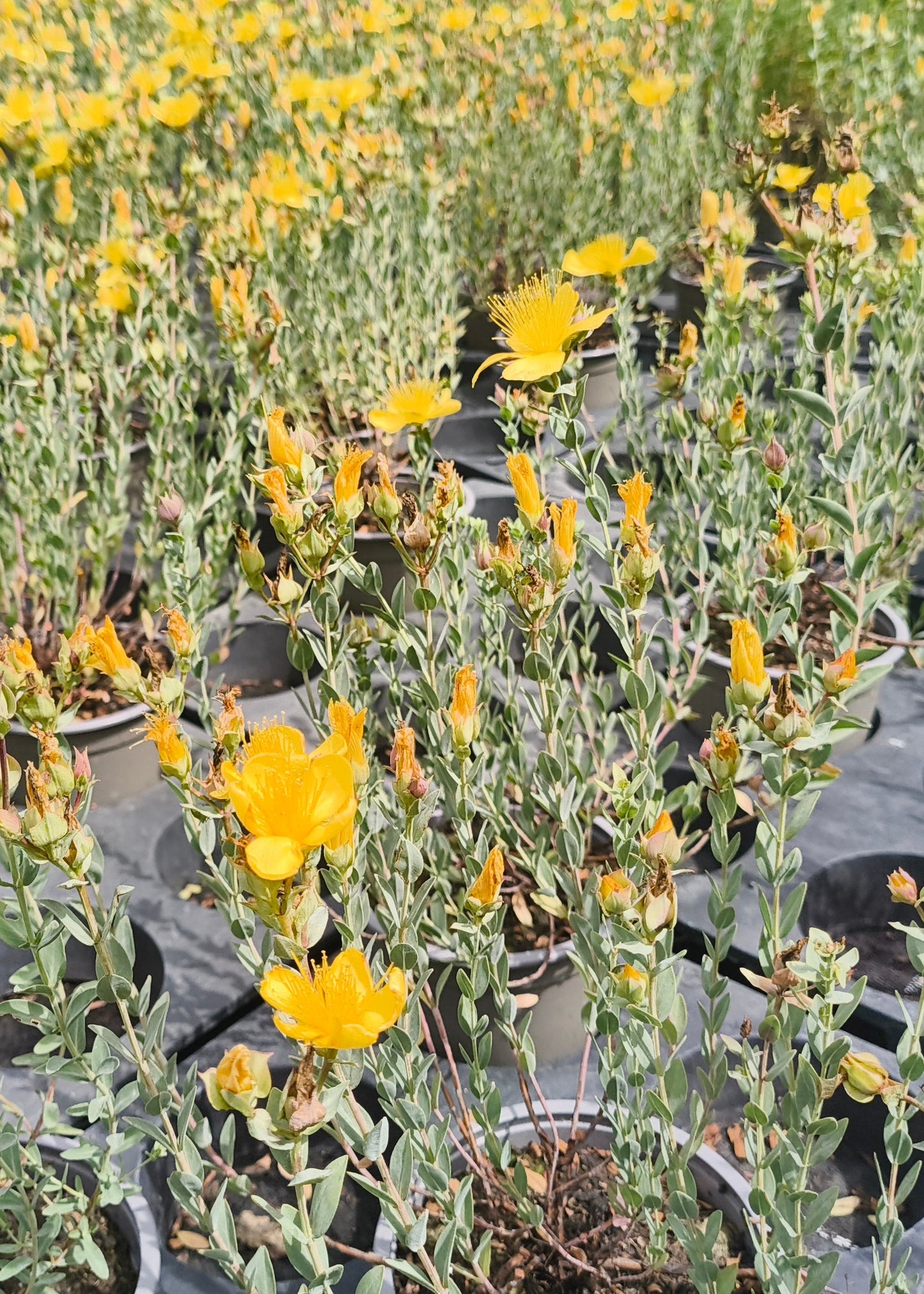 Bio Johanniskraut (Hypericum perforatum) - Topfpflanze