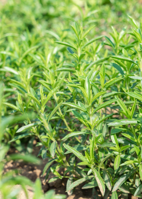 Bio Bohnenkraut (Bergbohnenkraut) (Satureja montana) - Topfpflanze