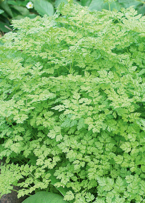 Bio Kerbel (Anthriscus cerefolium) - Topfpflanze