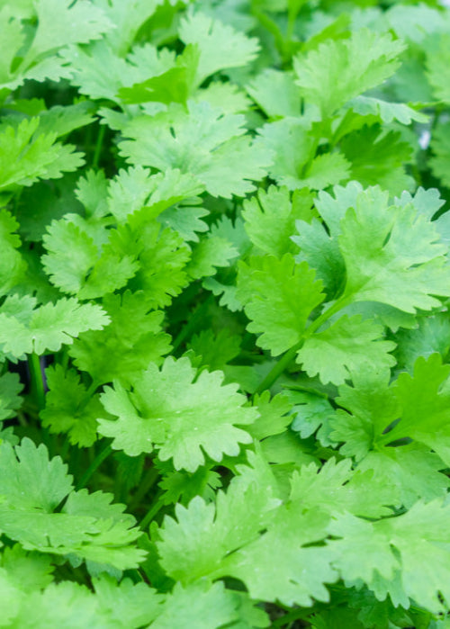 Bio Koriander (Coriandrum sativum) - Topfpflanze