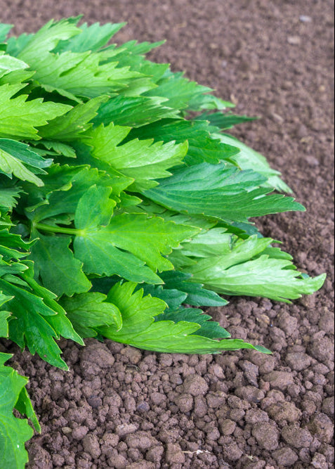 Bio Liebstöckel (Levisticum officinale) - Topfpflanze