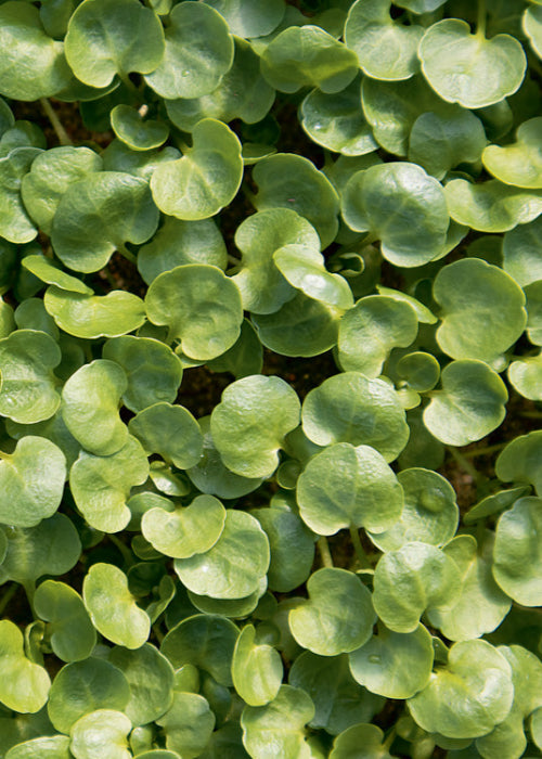 Bio Brunnenkresse (Nasturtium officinale) - Topfpflanze