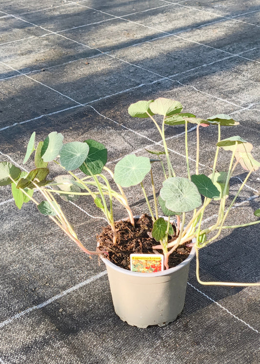 Bio Kapuzinerkresse (Tropaeolum majus) - Topfpflanze