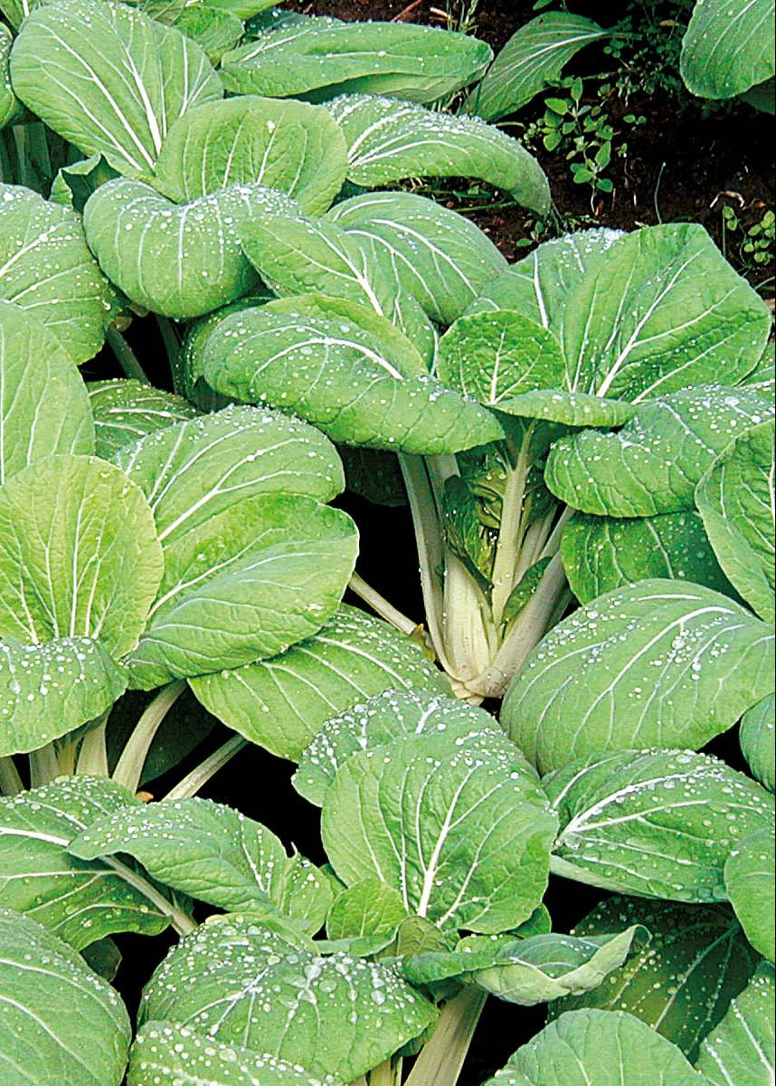 Bio Pak Choi 'White Celery Mustard'- Topfpflanze