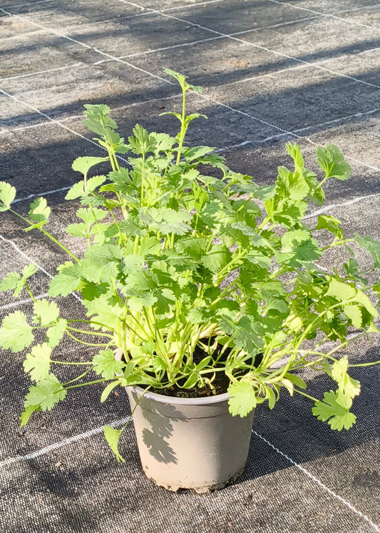 Bio Koriander (Coriandrum sativum) - Topfpflanze