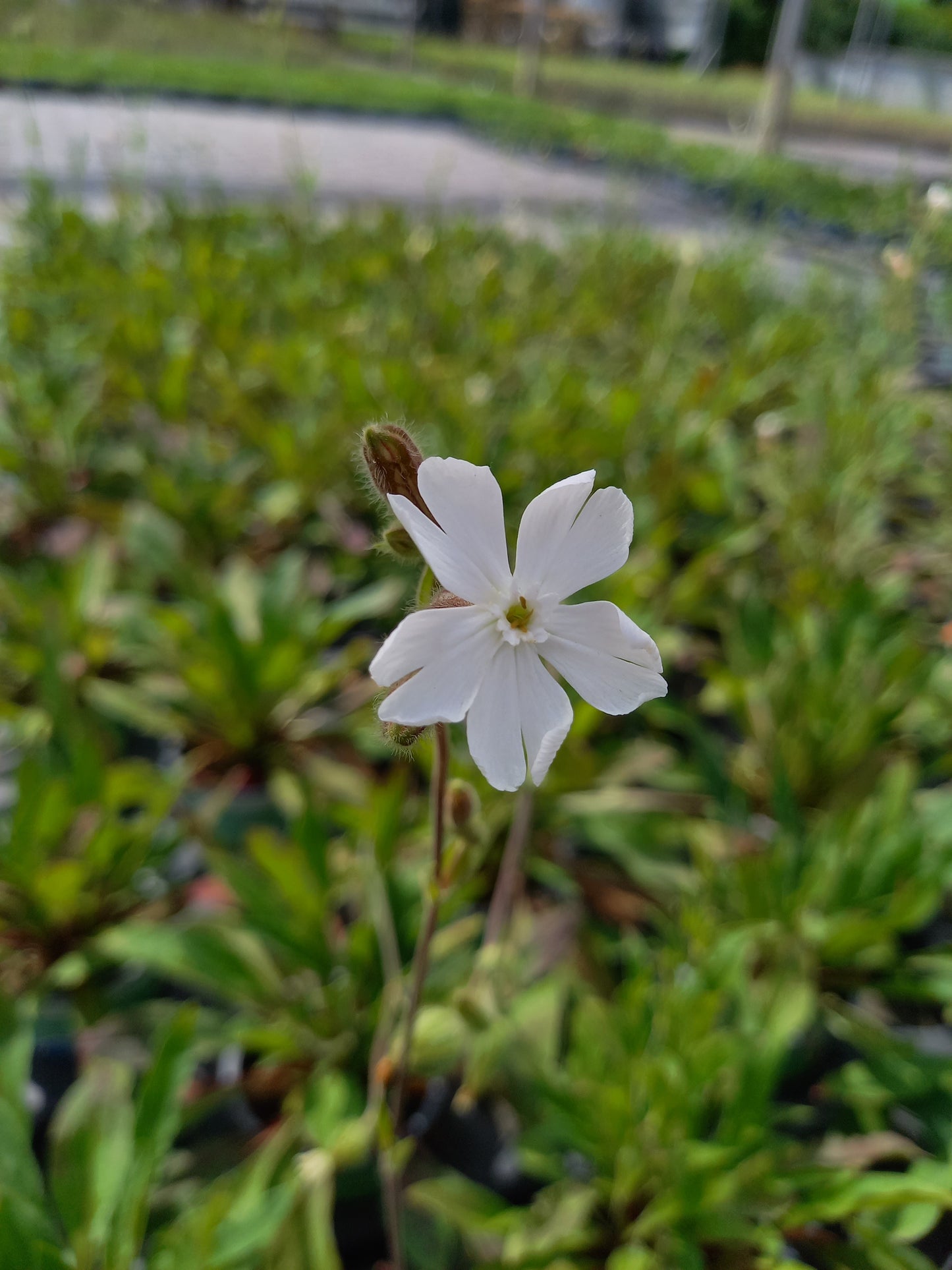 Bio Lichtnelke (Silene latifolia) - Topfpflanze