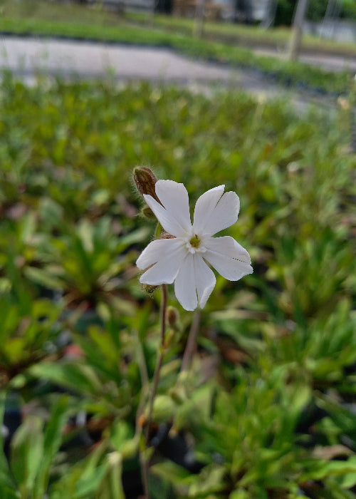 Bio Lichtnelke (Silene latifolia) - Topfpflanze
