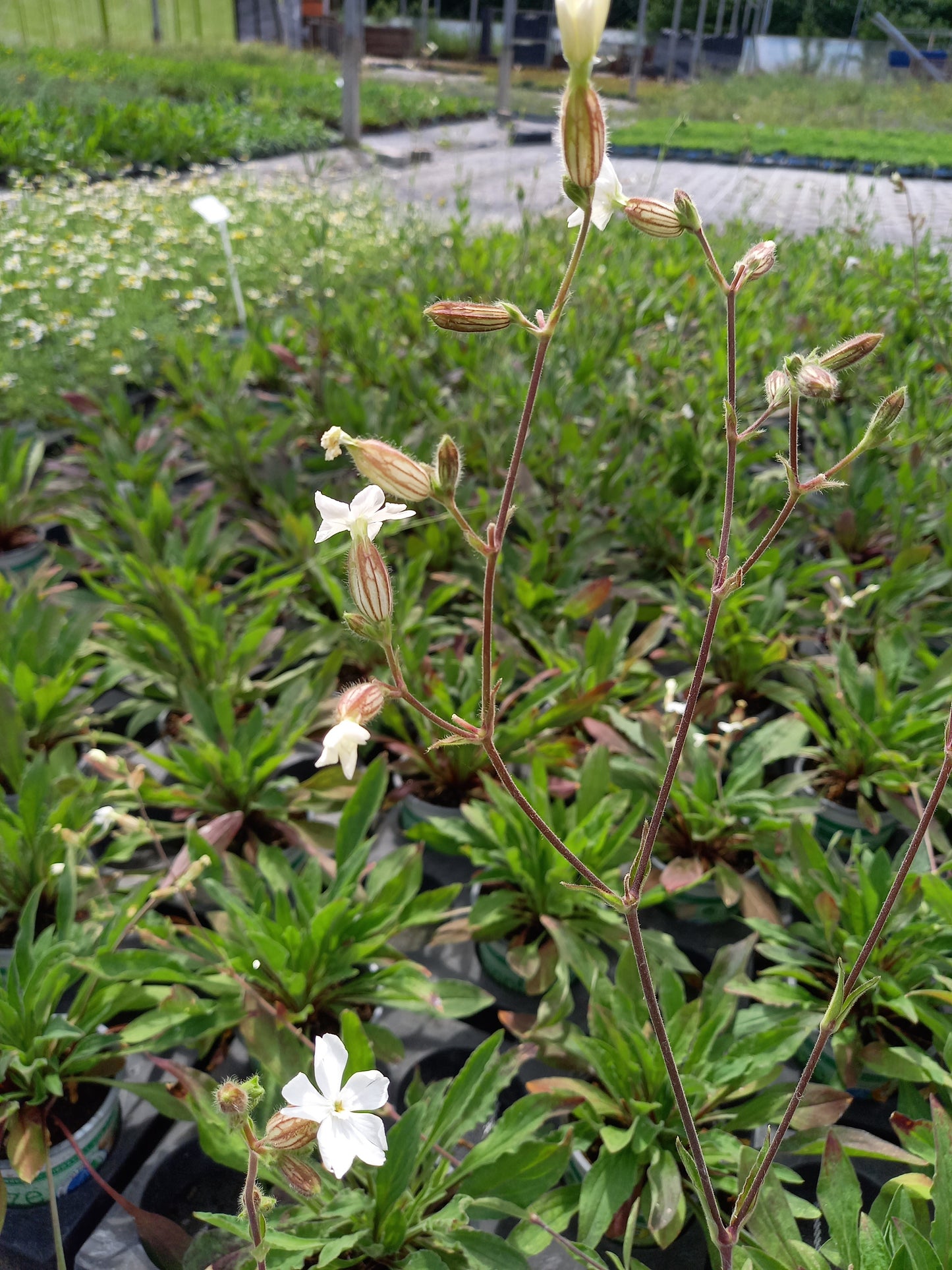 Bio Lichtnelke (Silene latifolia) - Topfpflanze
