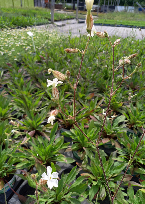 Bio Lichtnelke (Silene latifolia) - Topfpflanze