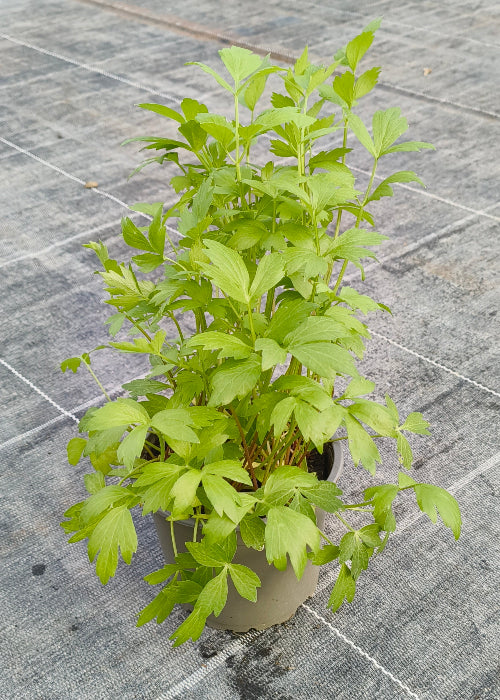Bio Liebstöckel (Levisticum officinale) - Topfpflanze
