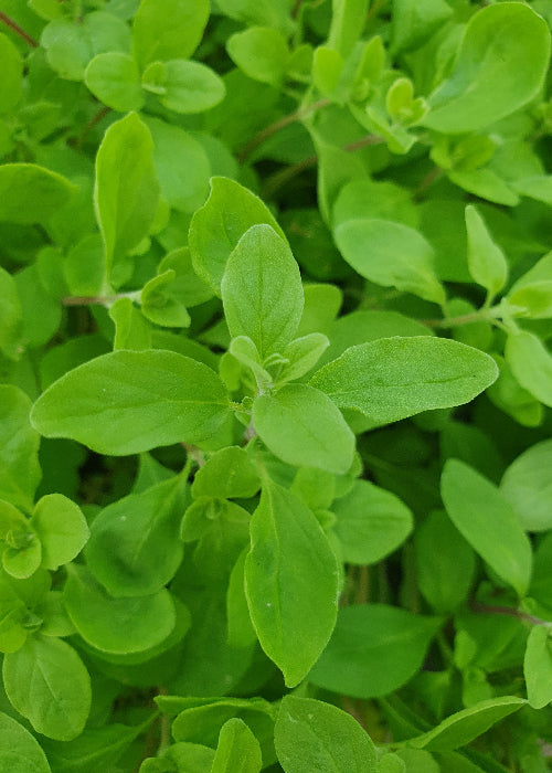 Bio Majoran (Origanum majorana) Topfpflanze Umbach Bioland Gärtnerei