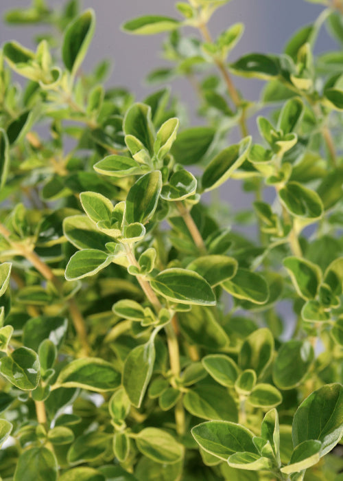 Bio Majoran (Origanum majorana) - Topfpflanze