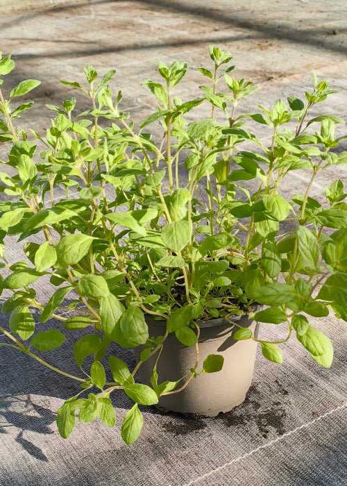 Bio Majoran (Origanum majorana) - Topfpflanze