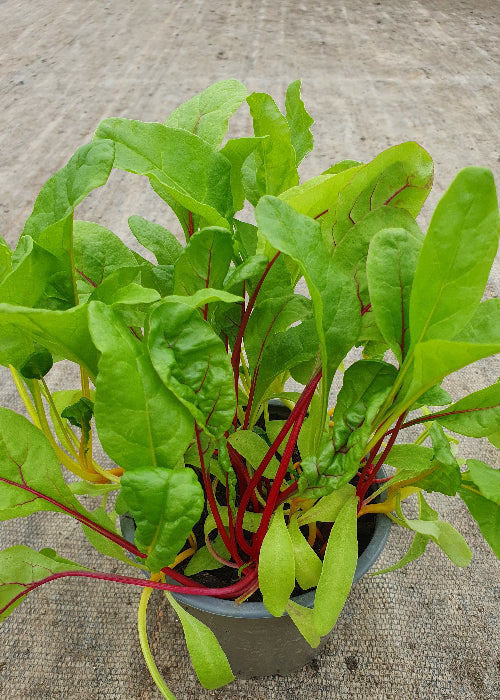 Bio Mangold (Beta vulgaris ssp. vulgaris) - Topfpflanze