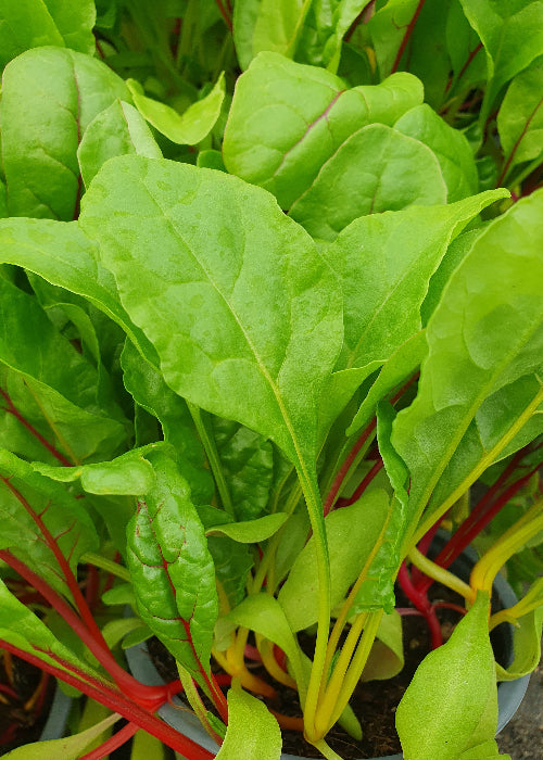 Bio Mangold (Beta vulgaris ssp. vulgaris) - Topfpflanze
