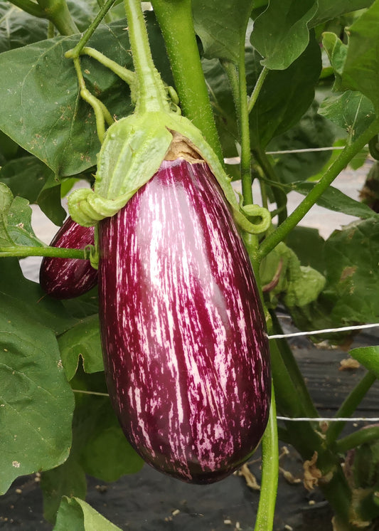 Bio Aubergine 'Listada de Gandia' - Topfpflanze, Versand ab KW17
