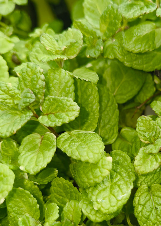 Bio Minze, Ananas (Mentha suaveolens 'Variegata') - Topfpflanze