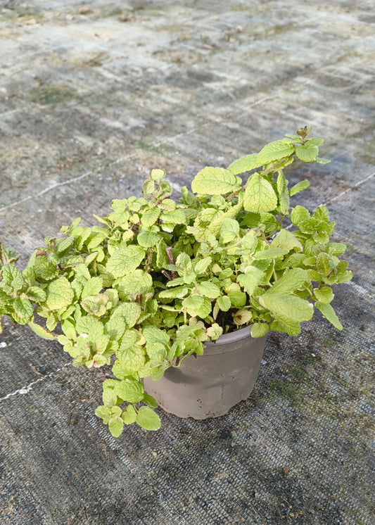Bio Minze, Ananas (Mentha suaveolens 'Variegata') - Topfpflanze