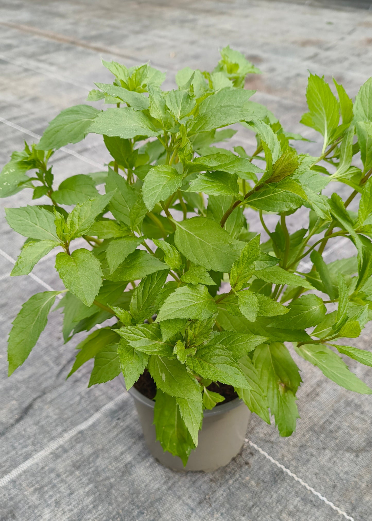 Bio Minze, Hugo-Minze (Mentha piperita) - Topfpflanze