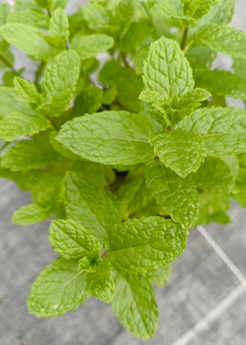 Bio Minze, Marokkanische (Mentha spicata) "Maroccan"