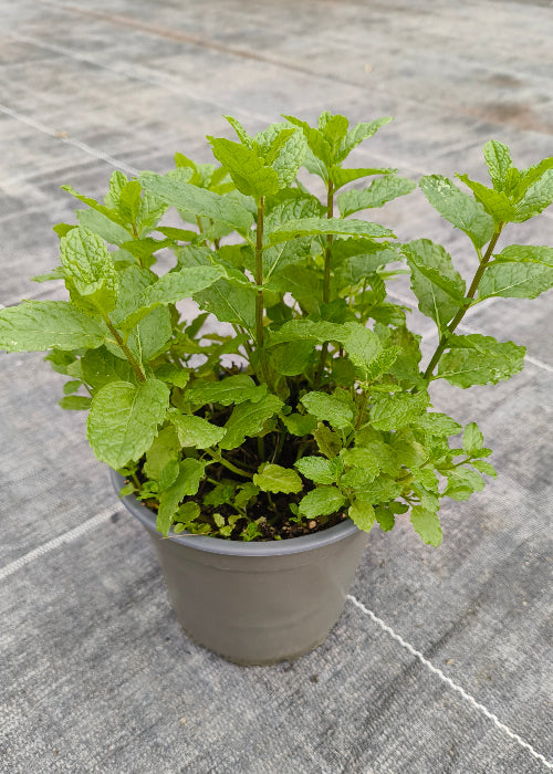 Bio Minze, Marokkanische (Mentha spicata) "Maroccan"