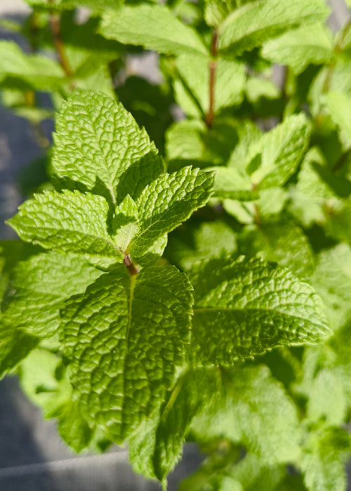 Bio Minze spanisch (Mentha spicata var. hispanica) - Topfpflanze