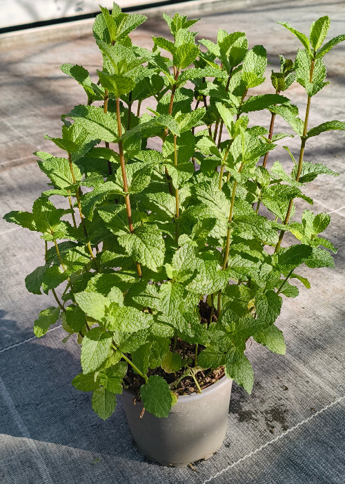 Bio Minze spanisch (Mentha spicata var. hispanica) - Topfpflanze