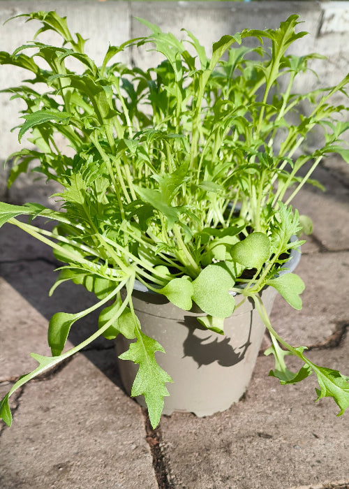 Bio Asiasalat 'Mizuna' - Topfpflanze