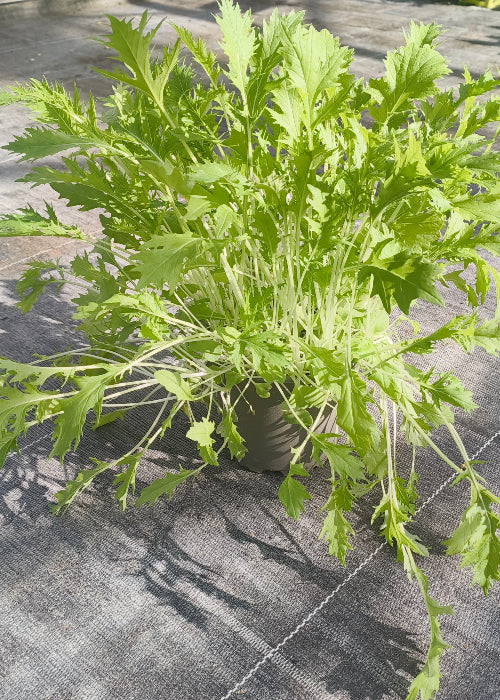 Bio Asiasalat 'Mizuna' - Topfpflanze