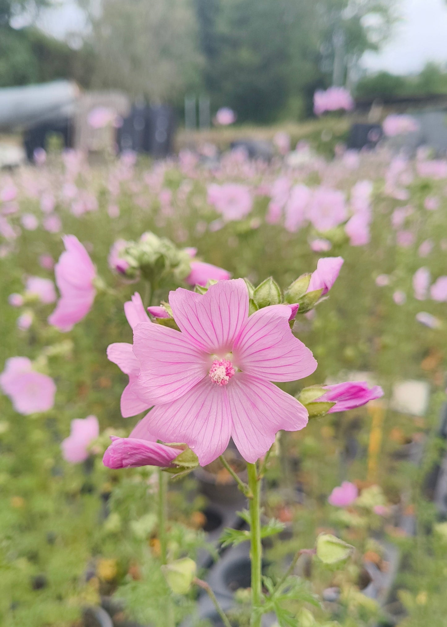 Bio Moschus-Malve (Malva moschata) - Topfpflanze
