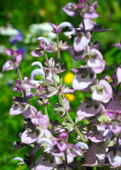 Bio Muskatellersalbei (Salvia sclarea) - Topfpflanze