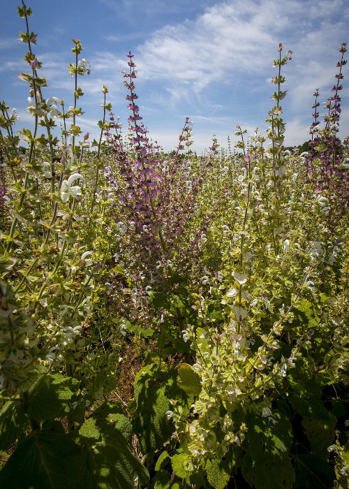 Bio Muskatellersalbei (Salvia sclarea) - Topfpflanze