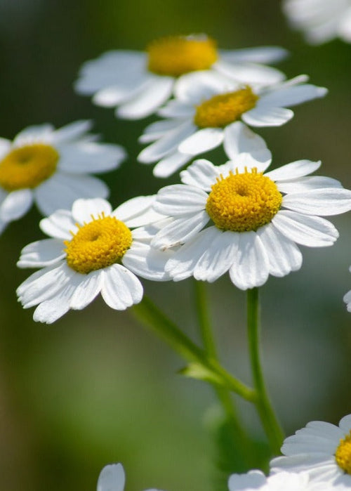 Bio Mutterkraut (Tanacetum parthenium) - Topfpflanze