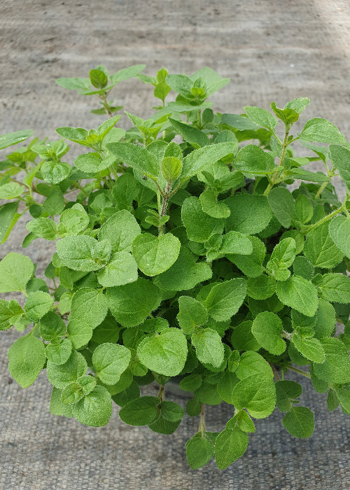Bio Oregano (Oreganum vulgare) - Topfpflanze