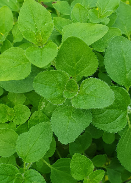 Bio Oregano (Oreganum vulgare) - Topfpflanze