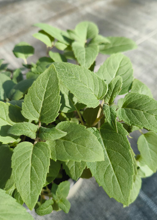 Bio Oswegokraut (Monarda fistulosa ssp. menth.) -Topfpflanze