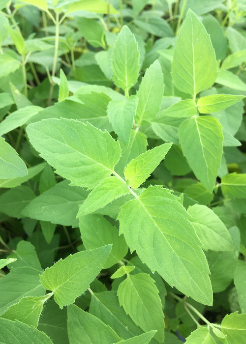 Bio Oswegokraut (Monarda fistulosa ssp. menth.) -Topfpflanze